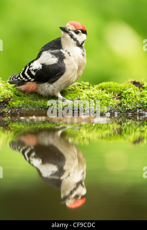Großes Spotted Woodpecker (Dendrocopos großen) juvenile Standing auf Moos am Rande eines bewaldeten Pools Stockfoto