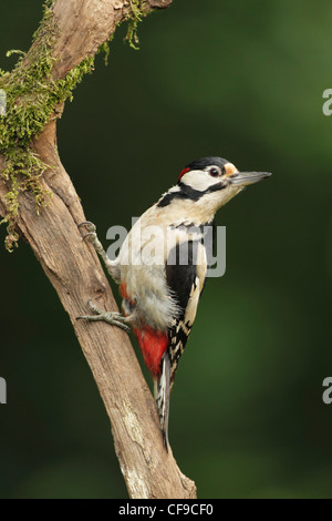 Männlicher Buntspecht (Dendrocopos großen) festhalten auf einem kleinen Ast, Seitenansicht mit Kopf drehte sich um Stockfoto