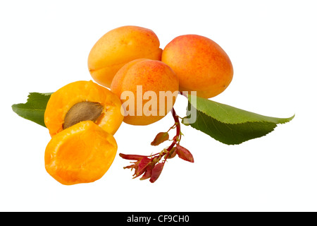 Aprikose Früchten isoliert auf weißem Hintergrund Stockfoto