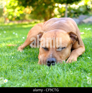 Porträt der Schlaf braun American Staffordshire Bull Terrier im Garten. Stockfoto