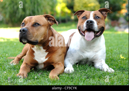Zwei American Staffordshire Terrier auf dem Rasen liegen. Stockfoto