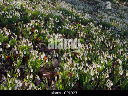 Schneeglöckchen Schneeglöckchen Gartenanlagen im Wald von Painswick Rococo Garden, Gloucestershire, England, Großbritannien Februar Winter Stockfoto