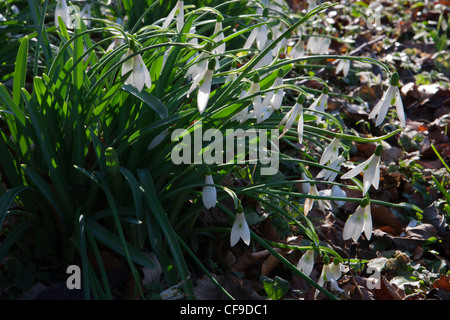 Schneeglöckchen Schneeglöckchen Gartenanlagen im Wald von Painswick Rococo Garden, Gloucestershire, England, Großbritannien Februar Winter Stockfoto