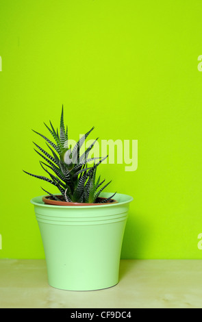 Aloe Vera in grün Kunststoff Blumentopf. Stockfoto