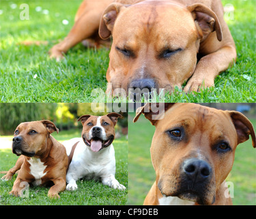 Collage Foto mit American Staffordshire Bull Terrier auf dem Rasen liegen. Stockfoto