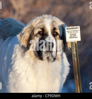 Ein Junge männliche Pyrenäen Mastiff, die Bewachung der Eigenschaft Grenze, Utah, USA. Stockfoto