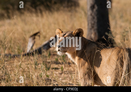 Löwin scannen die Wiese Stockfoto