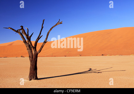 Dead Vlei, Namibia, Namib-Wüste Stockfoto