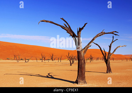 Dead Vlei, Namibia, Namib-Wüste Stockfoto