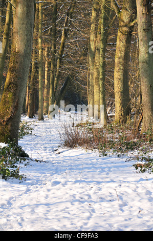Schnee bedeckten Fußweg durch Holz in den Chilterns, Oxfordshire, Großbritannien Stockfoto