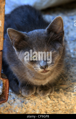 Graue Kätzchen blind Blicklos, der Rest der Ferrell Katzen lief auf meinem Ansatz, aber nicht diese, es macht mich traurig, nicht zu denken Stockfoto