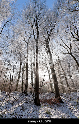 Buche Wälder im Raureif Stockfoto