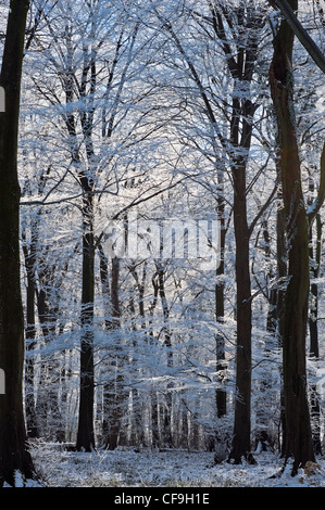 Buche Wälder im Raureif Stockfoto