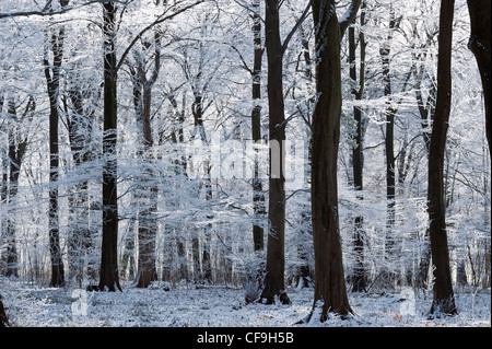 Buche Wälder im Raureif Stockfoto