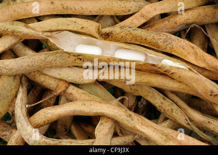 Runner Bean (weiße Dame) Schoten, getrocknet und bereit für die Herstellung der nächsten Jahre Samen, Norfolk, UK, Oktober Stockfoto