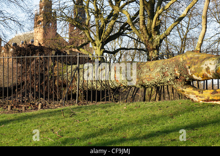 Schäden an einem Metallzaun, verursacht durch einen bei einem Wintersturm überwehten Baum, Kelvin Way, Glasgow West End, Schottland, Großbritannien Stockfoto