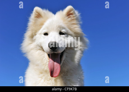 Porträt eines niedlichen Welpen reinrassige Samojeden Hund Stockfoto