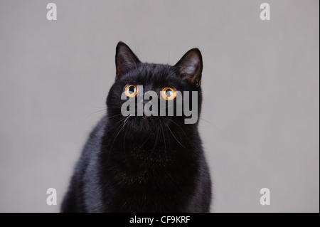 Schwarze Britisch Kurzhaarkatze Stockfoto