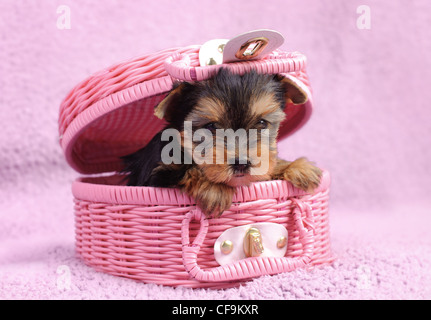 Yorkshire-Terrier Hund Welpe Porträt Stockfoto