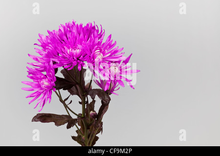 Chrysantheme-Blumen Stockfoto