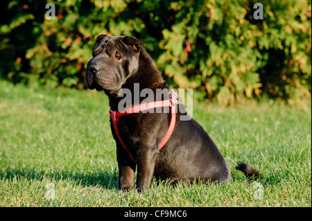 Shar-pei Hund Porträt im Garten Stockfoto