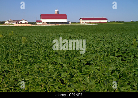 Bauernhof und Soja-Ernte nördlich von Eau Claire, Wisconsin, USA. Stockfoto