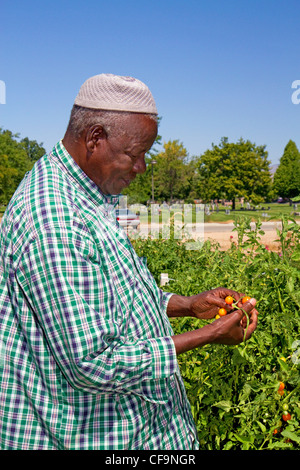 Somalischen Flüchtling arbeiten bei einem Gemeinschaftsgarten in Boise, Idaho, USA. Stockfoto