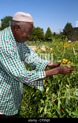 Somalischen Flüchtling arbeiten bei einem Gemeinschaftsgarten in Boise, Idaho, USA. Stockfoto