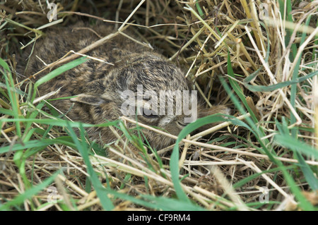 Leverets, rauh Baby Brown-Hasen (Lepus Europaeus), Unterbringung im Grünland Norfolk, Großbritannien, September, Stockfoto