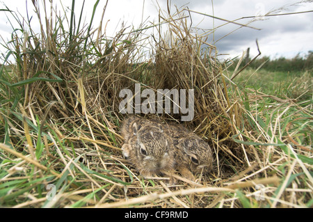 Leverets, rauh Baby Brown-Hasen (Lepus Europaeus), Unterbringung im Grünland Norfolk, Großbritannien, September, Stockfoto