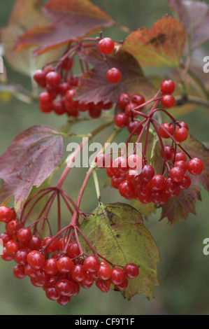 Guelder Rose (Viburnum Opulus) Beeren im Herbst, Norfolk Stockfoto