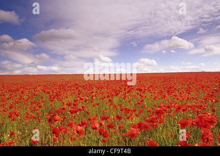 Mohnblumen in North Norfolk, Juni, UK Stockfoto