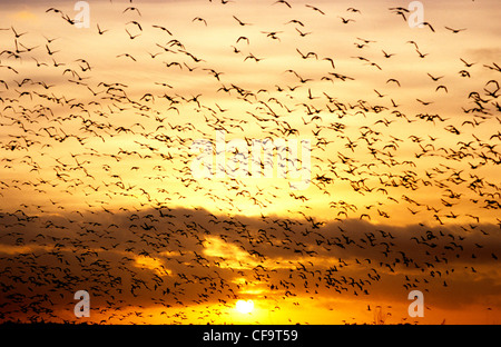 Rosa footed Gänse fliegen nach Zuckerrüben in der Morgendämmerung Norfolk Uk Stockfoto