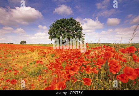 Mohnblumen in North Norfolk, Juni, UK Stockfoto