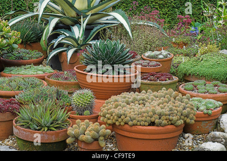 Semperviven gepflanzt in Töpfen auf erhöhten Bereich Norfolk, Großbritannien Stockfoto