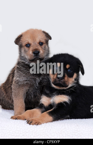 Zwei entzückende Welpen, eine liegend und einer Sitzung.  Auf weißem Hintergrund Stockfoto