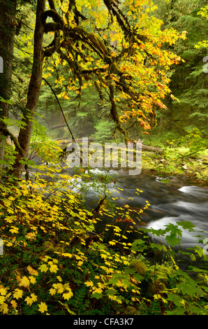 Alten Waldbestands entlang McKenzie River in Oregon Cascade Range. Stockfoto