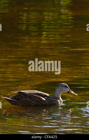 Amerikanische fleckige Ente auf dem Wasser (Anas Fulvigula) Stockfoto