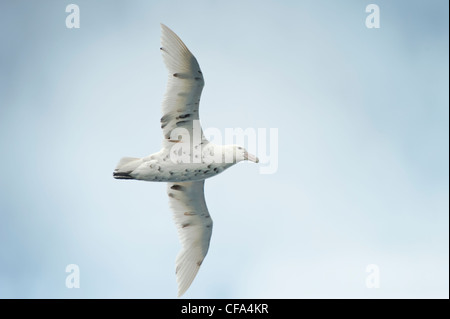 Südlichen Riese Sturmvogel (Macronectes Giganteus) Southern Ocean Stockfoto