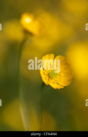 Zwei Butterblumen an einem sonnigen Tag erstellen Sie dieses schöne Porträt in gelb Stockfoto