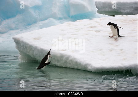 Adelie-Pinguine (Pygoscelis Adeliae) springen ins Wasser, Brown zu bluffen, Halbinsel Antarktis Stockfoto