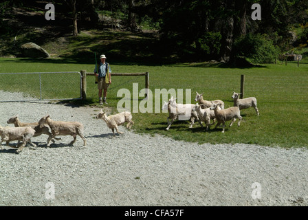 Neuseeland, Südinsel, Queenstown, Walter Peak High Country Farm Schafschur demonstration Stockfoto