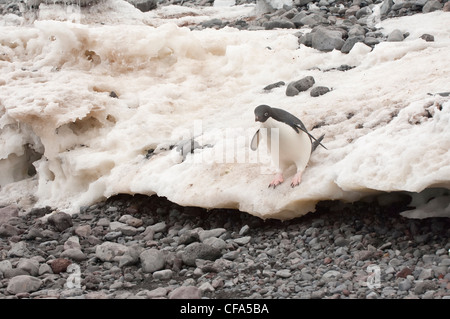 Adelie-Pinguine ((Pygoscelis adeliae) springen auf den Strand, Paulet Island, antarktische Halbinsel Stockfoto