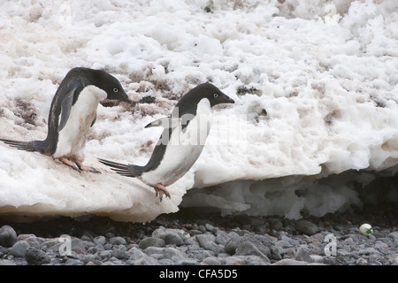 Adelie-Pinguine ((Pygoscelis adeliae) springen auf den Strand, Paulet Island, antarktische Halbinsel Stockfoto