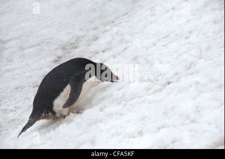 Adelie Penguin (Pygoscelis Adeliae) essen Schnee, Paulet Island, antarktische Halbinsel Stockfoto