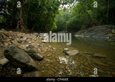 Fluss im Dschungel der Insel Koh Chang, Thailand Stockfoto