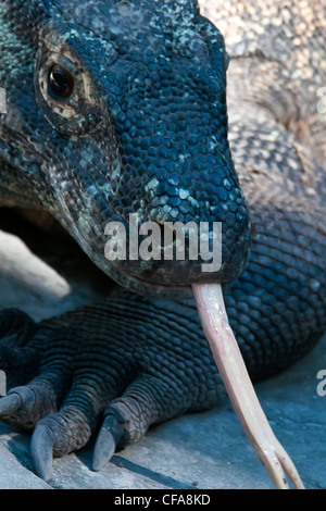 Komodo-Waran, Komodo, Tier, Varanus komodoensis Stockfoto