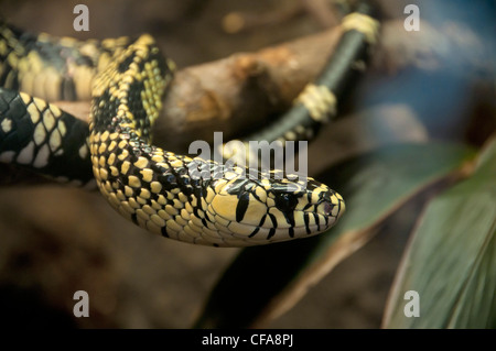 Smaragd Baum Boa, Corallus Caninus, Schlange, Boa, Stockfoto