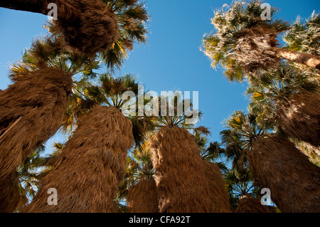 Borrego, palm, Anza Borrego Wüste, Staatspark, Kalifornien, USA Stockfoto