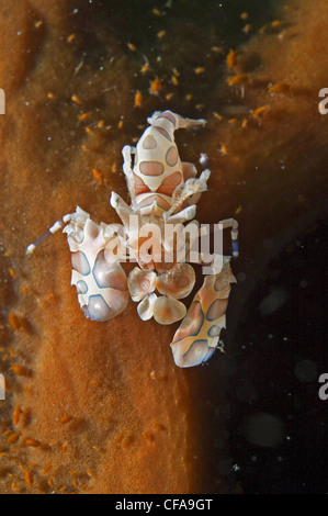 Harlekingarnelen, Lembeh Straße, Manado, Indonesien Stockfoto